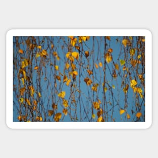 Autumn leafs and sky Sticker